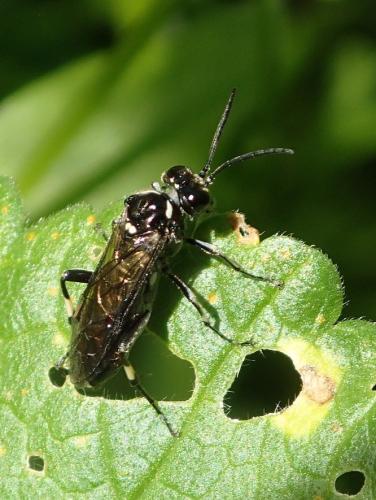 Réf. 183 052 : Macrophya alboannulata